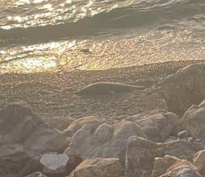 Zonguldak’ta Ölü Yunus Karaya Vurdu