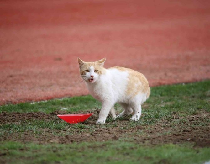 4 Eylül Stadyumu’nda Sahaya Kedi Girdi