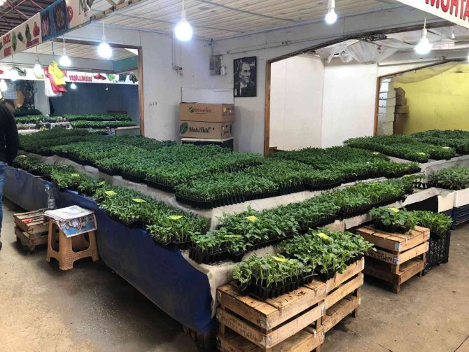 Vatandaşlar Kendi Sebzelerini Üretmek İçin Fideye Koştu