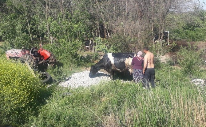 Balçığa Saplanan İneği İtfaiye Kurtardı