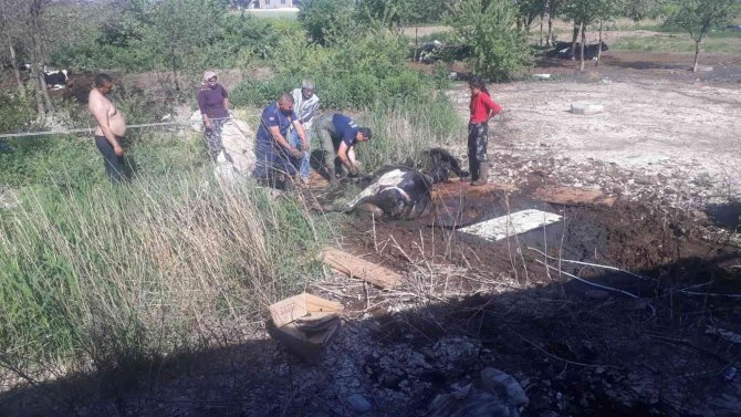 Balçığa Saplanan İneği İtfaiye Kurtardı