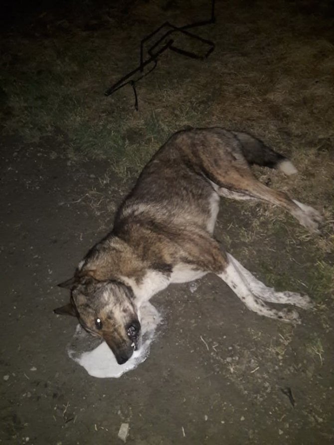 Caniler Köpekleri Tarım İlacıyla Zehirlemiş
