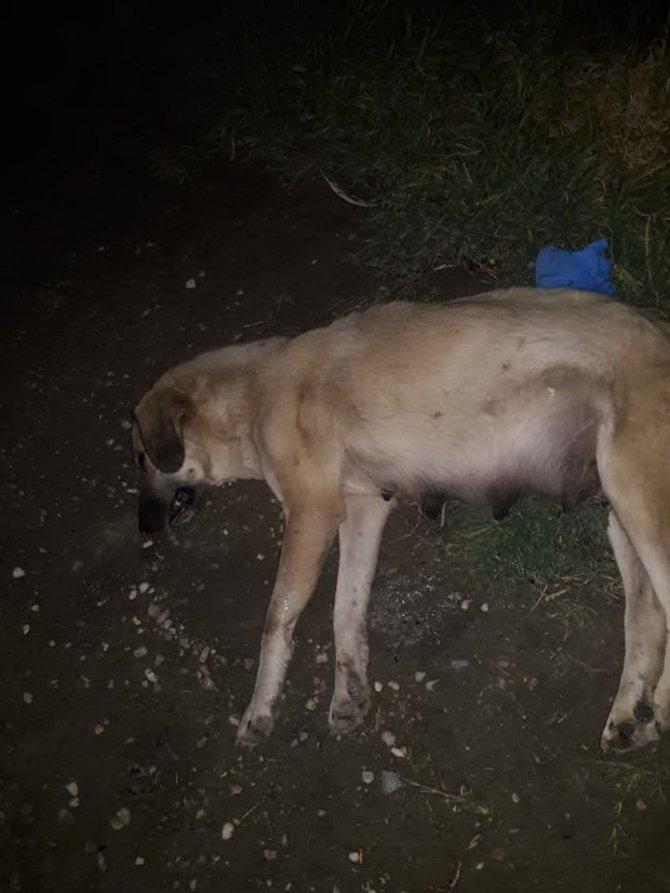 Caniler Köpekleri Tarım İlacıyla Zehirlemiş