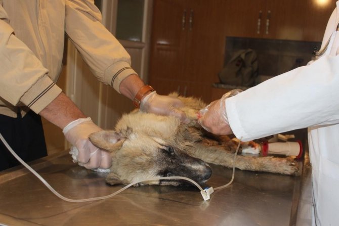 Caniler Köpekleri Tarım İlacıyla Zehirlemiş