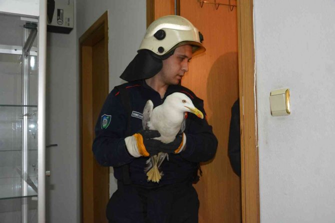 Sesi Duyan İş Yeri Çalışanları Martı İçin Seferber Oldu