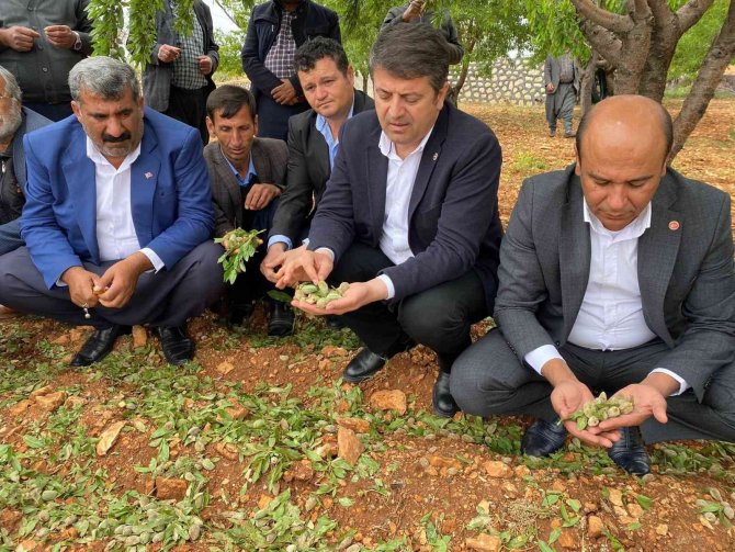 Milletvekili Tutdere: “Dolu Afetinden Dolayı Ağaçlarda Dal, Ekinlerde Başak Kalmadı”