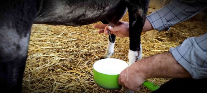 Yılda 2,5 Ay Sağım Yapıyor Taleplere Yetişemiyor