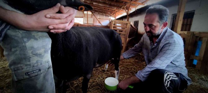 Yılda 2,5 Ay Sağım Yapıyor Taleplere Yetişemiyor