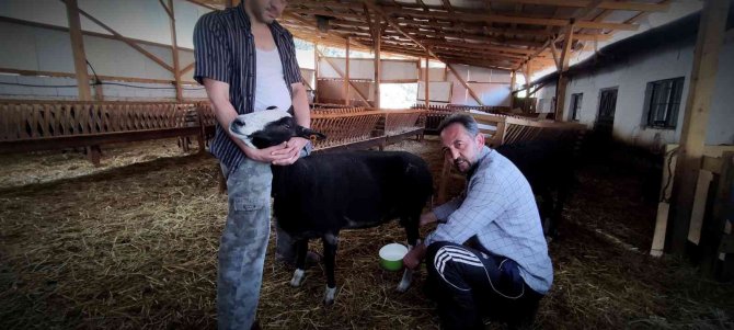 Yılda 2,5 Ay Sağım Yapıyor Taleplere Yetişemiyor