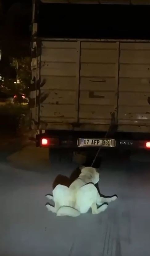 Köpeği Kamyonun Arkasına Bağlayan Vicdansız Sürücü Pes Dedirtti
