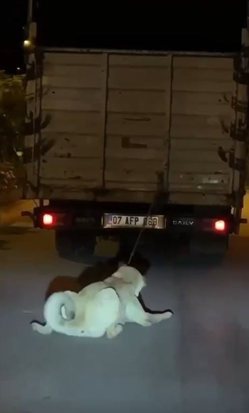 Köpeği Kamyonun Arkasına Bağlayan Vicdansız Sürücü Pes Dedirtti