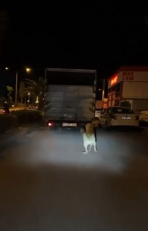 Köpeği Kamyonun Arkasına Bağlayan Vicdansız Sürücü Pes Dedirtti