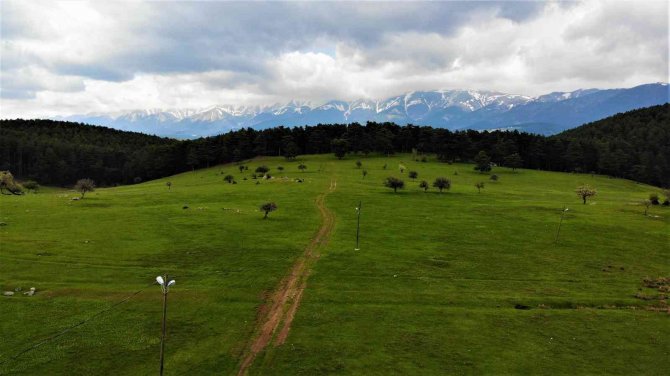 Bahar Geldi, O Yayla Muhteşem Görüntüye Kavuştu
