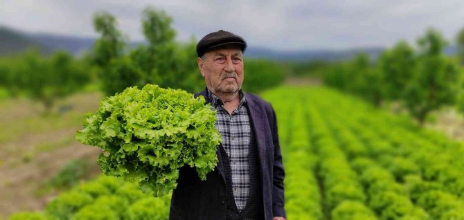 Marul Tarlada 2 Lira Tezgahta 10 Lira