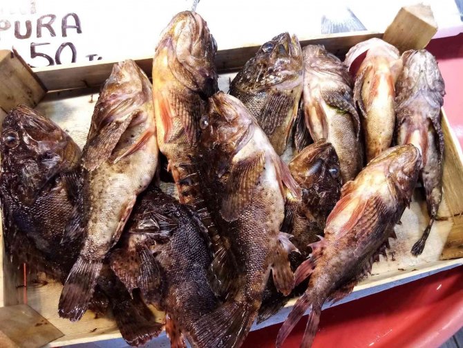 ’Çirkin Kral’ Kilosu 60 Liradan Satıldı