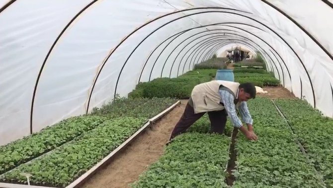 Havalar Isındı, Fideye Talep Arttı