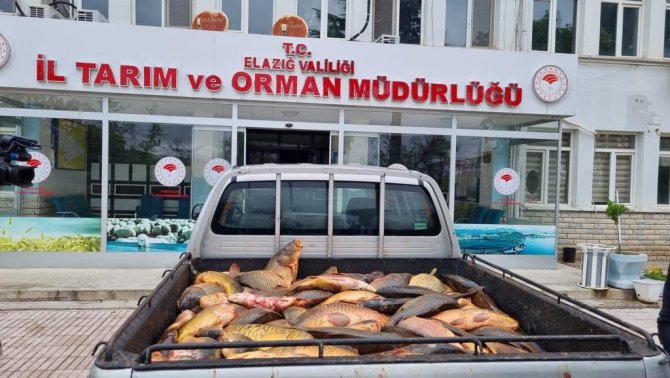 Elazığ’da Kaçak Avlanan 500 Kilogram Balık Yakalandı