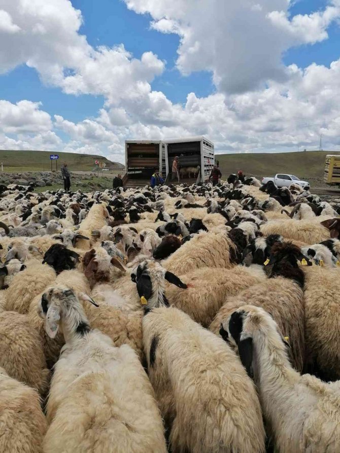 Muhtarın Öldürüldüğü Sürü Kavgası Sonrası 4 Bin 500 Küçükbaş İlçe Dışına Taşındı