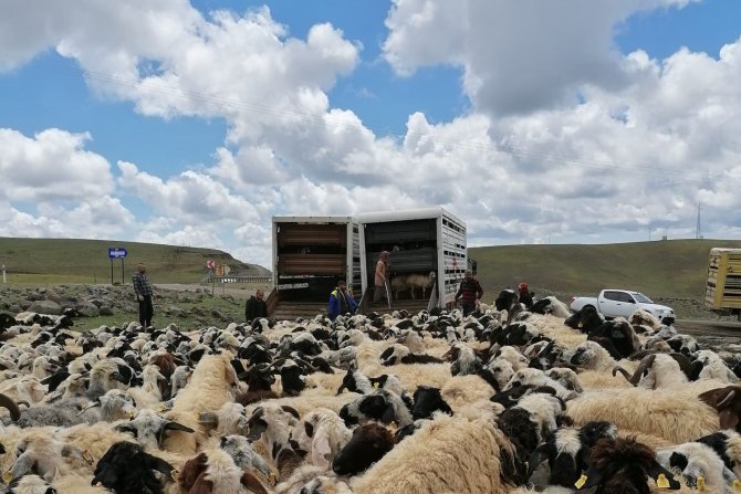 Muhtarın Öldürüldüğü Sürü Kavgası Sonrası 4 Bin 500 Küçükbaş İlçe Dışına Taşındı
