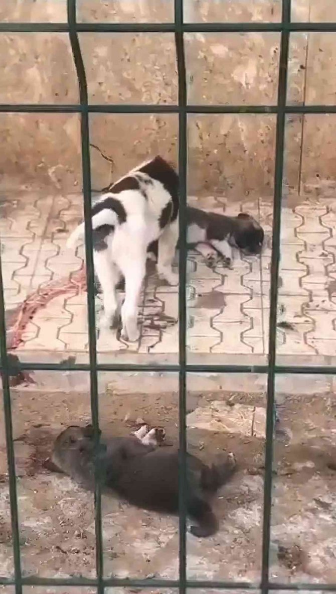 Barınaktaki Yavru Köpeklerin Bakımsızlıktan Öldüğü İddiası Tepkilere Neden Oldu
