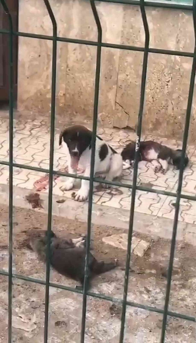 Barınaktaki Yavru Köpeklerin Bakımsızlıktan Öldüğü İddiası Tepkilere Neden Oldu