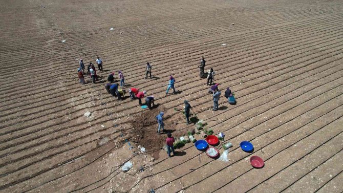 Başkan Altay: “Kıraç Arazileri Kekik Ve Adaçayı İle Üretime Kazandırıyoruz”