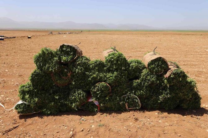 Başkan Altay: “Kıraç Arazileri Kekik Ve Adaçayı İle Üretime Kazandırıyoruz”