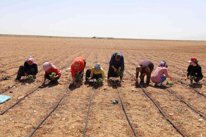 Başkan Altay: “Kıraç Arazileri Kekik Ve Adaçayı İle Üretime Kazandırıyoruz”