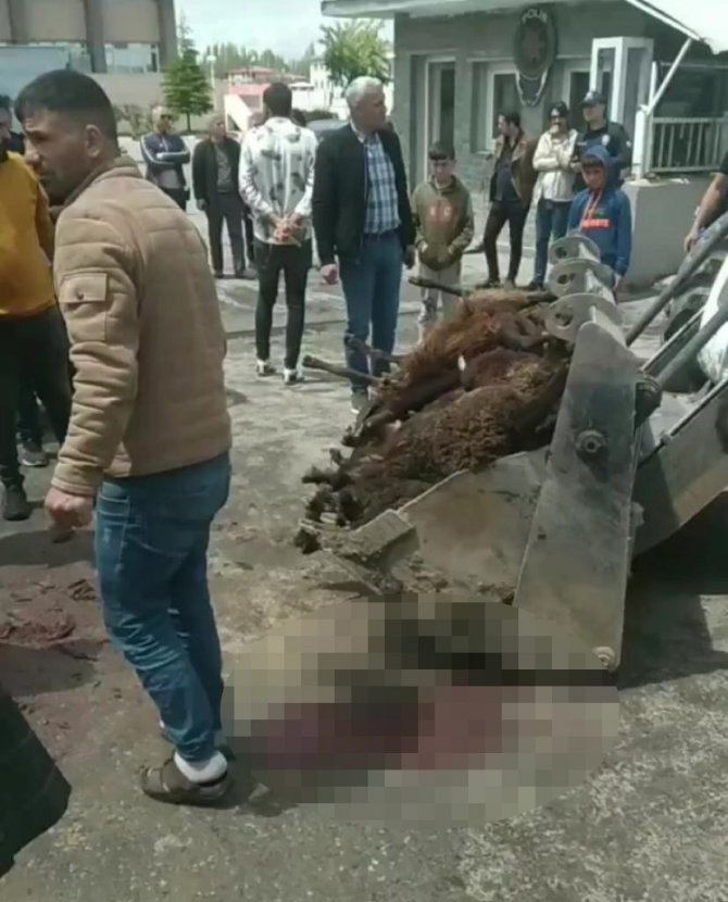 Koyun Yüklü Kamyonet Emniyet Müdürlüğünden Çıkan Otomobile Çarptı: 20 Koyun Telef Oldu