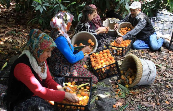 Mersin’in Sarı Altını Yenidünya Üreticisini Fiyatıyla Sevindirdi