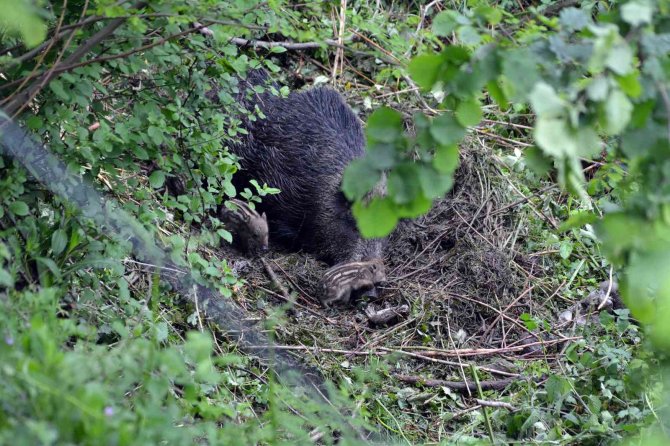 Yabani Domuz Ve Yavrularına Köylüler Sahip Çıktı