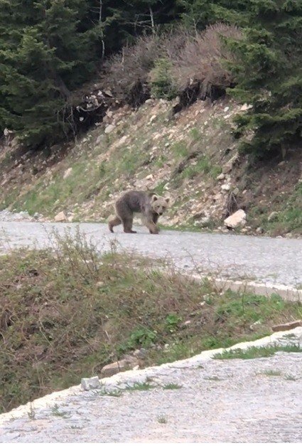Trabzonlu Vatandaş Yolda Yavru Ayı Gördü, O Anlar İzleyenleri Gülümsetti