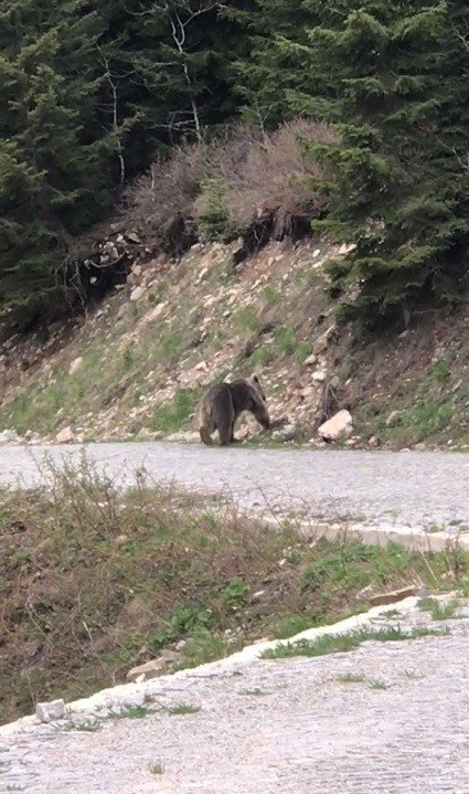 Trabzonlu Vatandaş Yolda Yavru Ayı Gördü, O Anlar İzleyenleri Gülümsetti