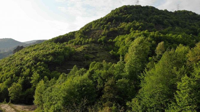 Zonguldak Ormanları Baharda Görenleri Hayran Bırakıyor