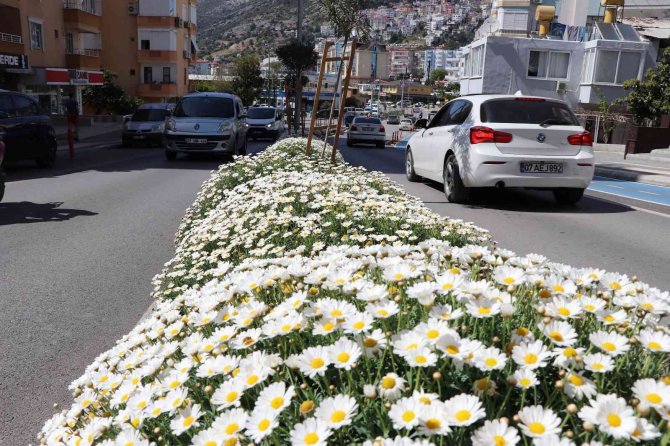 630 Bin Çiçekle Alanya Rengarenk Olacak