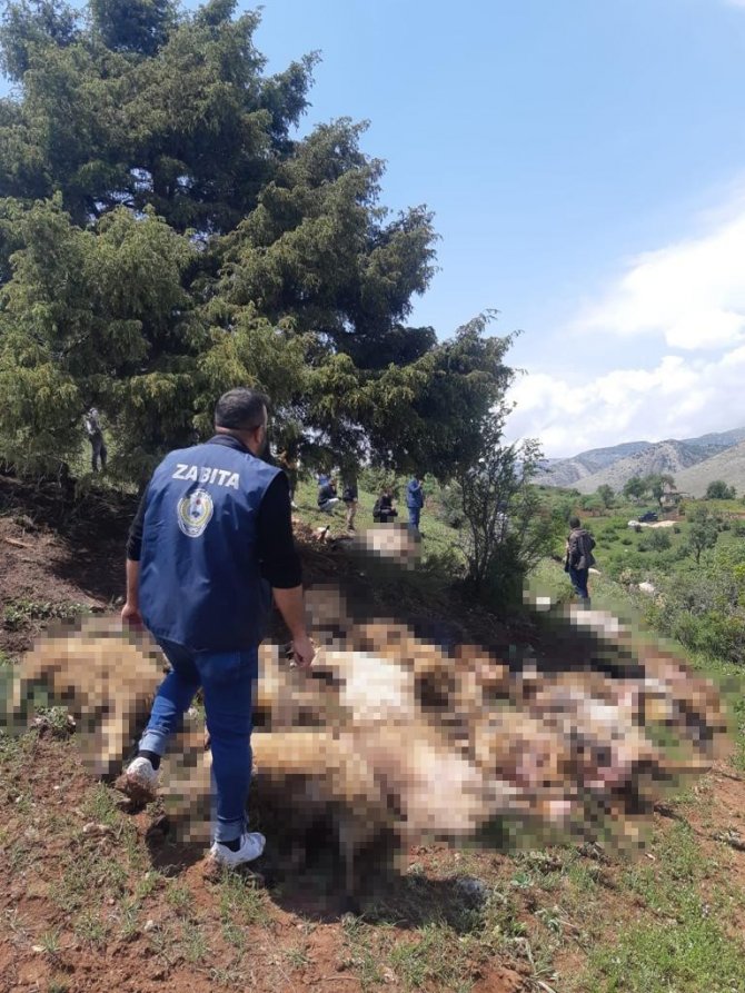 Diyarbakır’da Yıldırım Düştü, 53 Küçükbaş Hayvan Telef Oldu