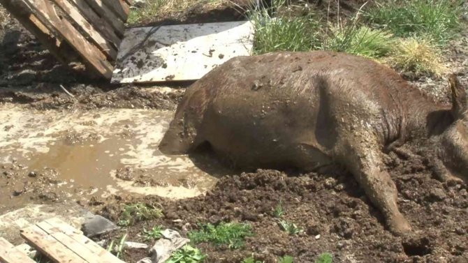 Bataklığa Saplanan İnek Ve Yavrusunu İtfaiye Kurtardı