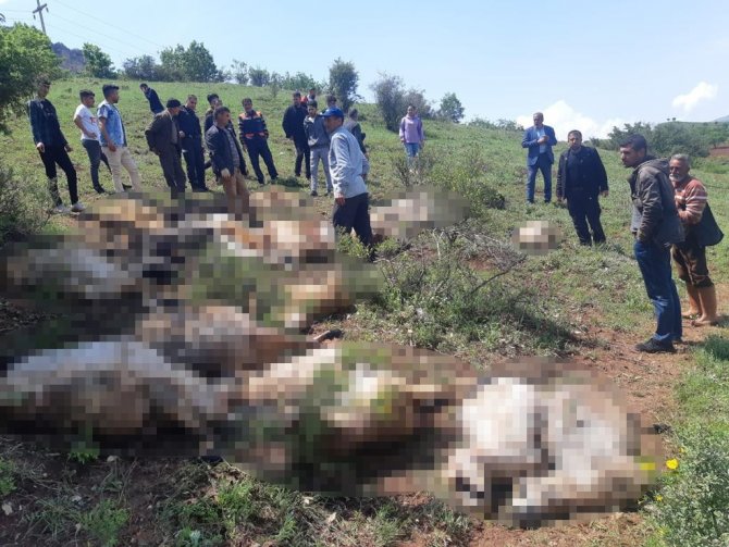Diyarbakır’da Yıldırım Düştü, 53 Küçükbaş Hayvan Telef Oldu