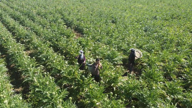 Enginar Hasadı Gecikmeli Başladı