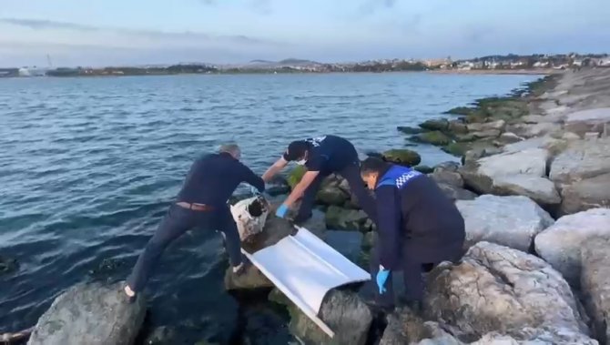 İ̇zmit Körfezi’ne 50 Yıl Sonra Dev Orkinos Balığı Vurdu