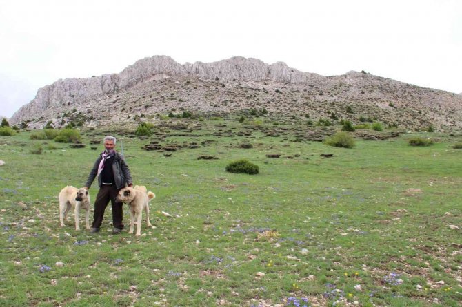 Kahramanmaraş’ta Sürüler Yaylalara Çıkmaya Başladı