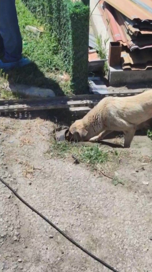 Yavrusu Kurtarılana Kadar Başında Bekledi