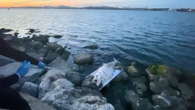 İ̇zmit Körfezi’ne 50 Yıl Sonra Dev Orkinos Balığı Vurdu