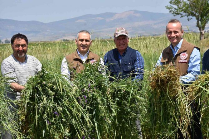 Salihli’de Yem Bitkisi Hasadı Gerçekleştirildi