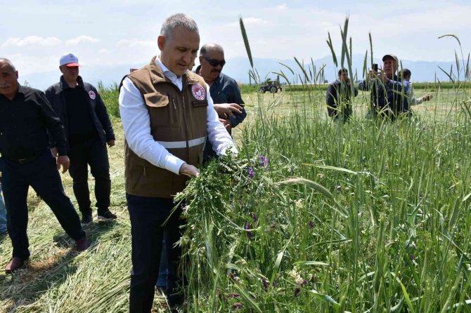 Salihli’de Yem Bitkisi Hasadı Gerçekleştirildi