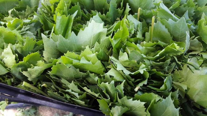 Meyvesinden Önce Yaprağı Gelir Kapısı Oldu