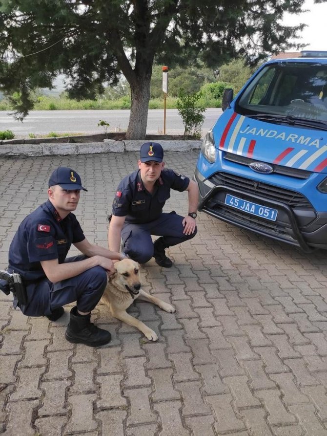 Köpeği Motosikletin Arkasına Bağlayıp Sürükledi