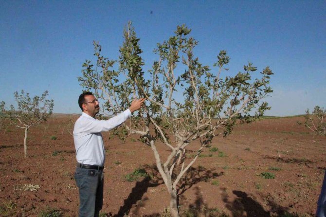 Bu Ürünün Ülke Ekonomisine Getirisi 5 Milyar Tl