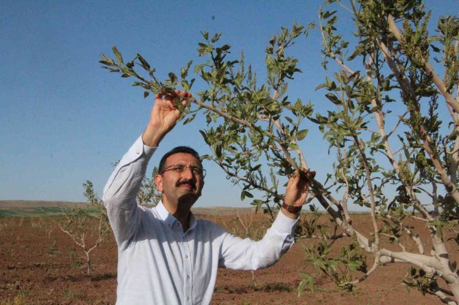 Bu Ürünün Ülke Ekonomisine Getirisi 5 Milyar Tl