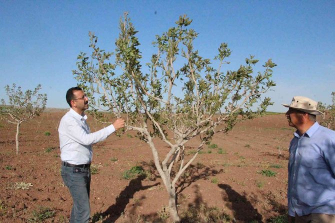 Bu Ürünün Ülke Ekonomisine Getirisi 5 Milyar Tl